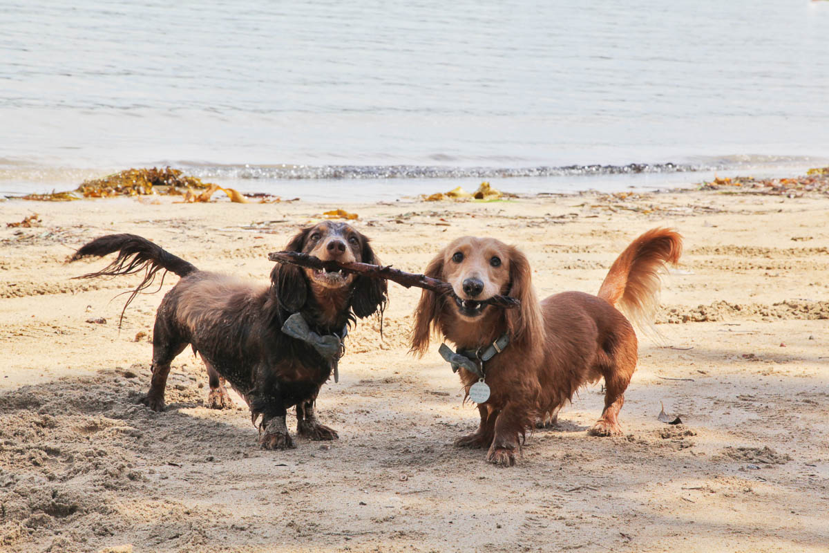 Two playful dachshunds running together on the sand at the beach during a family and pet photoshoot with Southern Exposure Photography in the Sutherland Shire